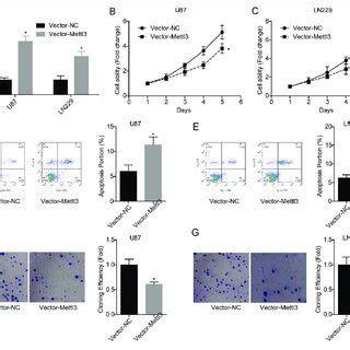 Overexpression Of Mettl Inhibited Migration And Invasion Of Glioma