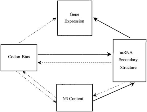 -Hypothesized interactions between mRNA secondary structure, codon ...