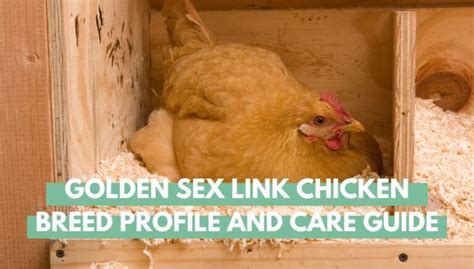 Guía De Cuidado Y Perfil De Raza De Pollo Golden Sex Link Criar Gallinas En Casa