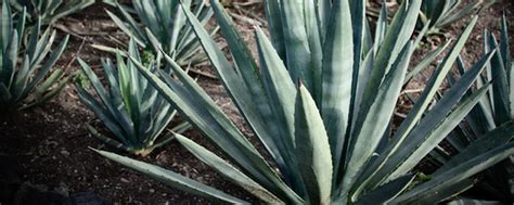 Agave Propiedades Y Usos Tradicionales