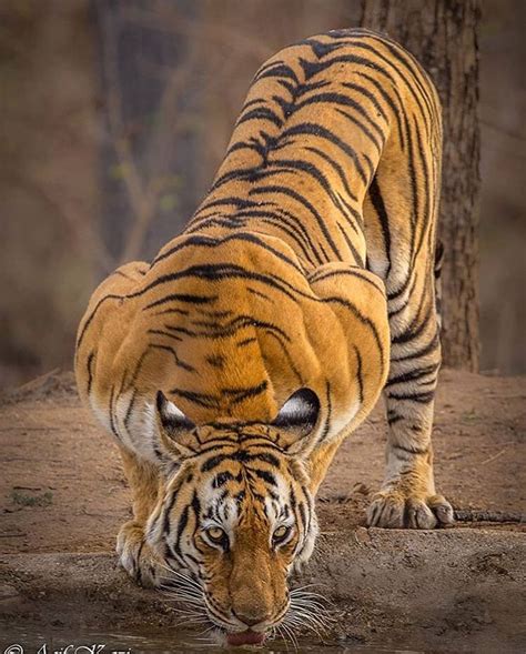 Meet The Majestic Bengal Tiger The Bengal Tiger Panthera Tigris