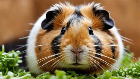 Ch Teddy Cavia Verzorging Tips Voor Adoptie And Verzorging