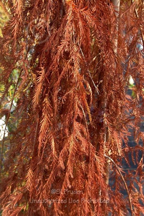 Photo Of The Leaves Of Bald Cypress Taxodium Distichum Falling Waters