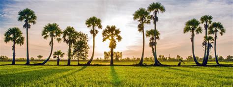 Những hàng thốt nốt ở An Giang có gì hot khiến giới trẻ check in mê mệt