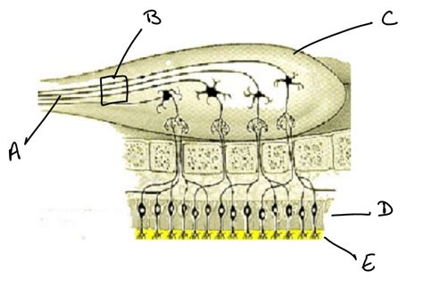 Olfactory System Diagram Diagram | Quizlet 