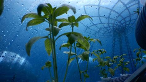 L agricoltura del futuro è sott acqua il Nemo s Garden in Liguria