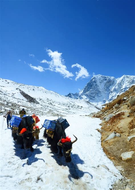 Yak Train To Ebc Nepal Iain Gray Flickr