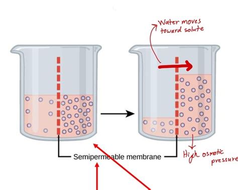 Osmosis Tonicity And Pressures Flashcards Quizlet