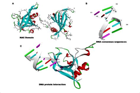 Hypothetical Models Showing The Dna Binding And Or Nucleic Acid Download Scientific Diagram