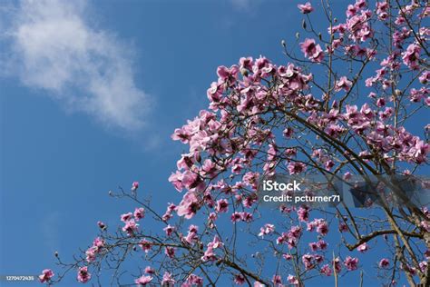 영국 시골 데본의 컨트리 코티지 가든에서 자라는 낙엽 스프렌거의 목련 나무에 있는 브라이트 핑크 스프링 핑크 플라워 0명에 대한