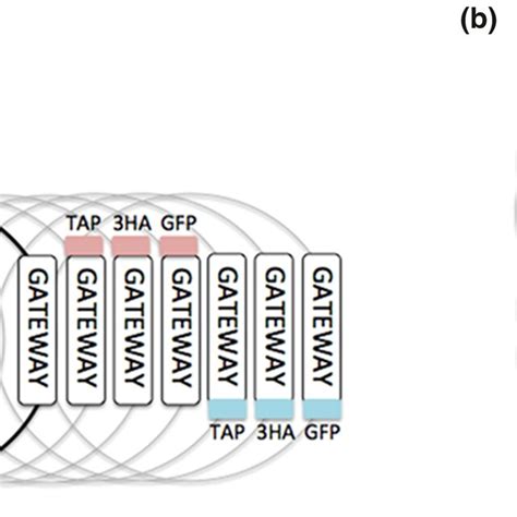 Pdf Overexpression Approaches To Advance Understanding Of Candida