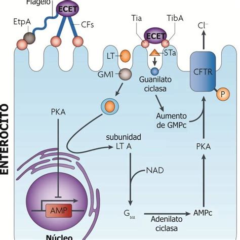 Pdf Identificación Molecular De Escherichia Coli Enterotoxigénica En Niños Con Infecciones