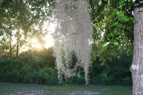 Common Myths about Spanish Moss and Lichen | Gardening in the Panhandle