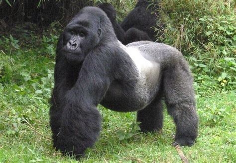 All You Need To Know About Silverbacks Silverback Gorilla Information