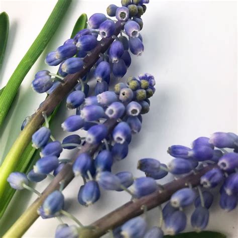 Muscari Dünger für pflanzen Traubenhyazinthe Blumen