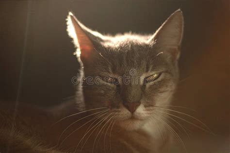 Passionate feline gaze stock photo. Image of whiskers - 270111298