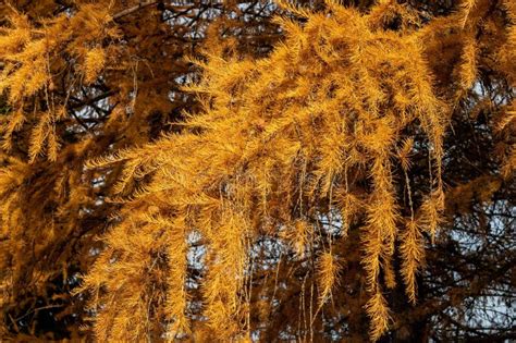 Autumn Yellow Larch Tree Needles Background Stock Photo Image Of