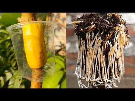 A Great Method Of Propagation Guava Tree By Air Layering Without Using