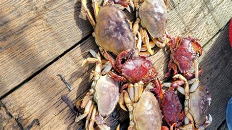 Dungeness Crabbing Off Bay Street Peir Gauge Busters Yaquina Bay