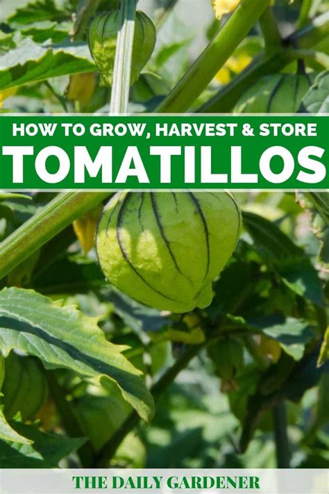 How To Grow Tomatillos In Your Garden The Daily Gardener