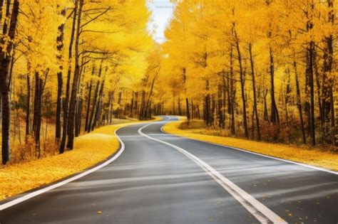 Belas Vistas Da Estrada De Asfalto Que Atravessa A Floresta De Outono