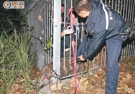 卡欄5粒鐘野豬好陰功 太陽報