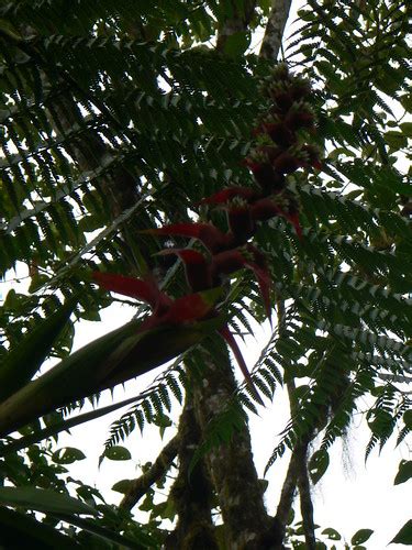 P1050992 - Mezobromelia Sp 1 Bromeliaceae Santa 1950m | Flickr
