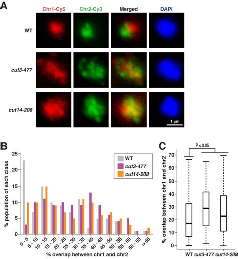 Chromosome territories compromised in condensin mutants. (A) The ...