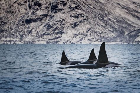 11 Best Places For Killer Whale Watching In Washington State Uprooted