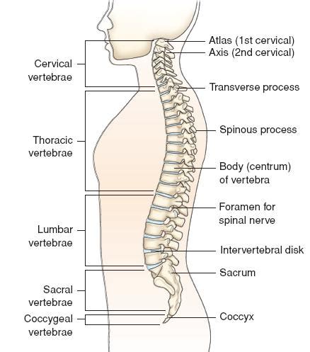 MedSurg PrepU Ch 35 Assessment Of Musculoskeletal Function Flashcards