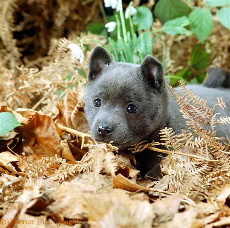 Dog Blue Schipperke Puppy Photo Wp00554