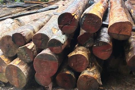foto    terkaya indonesia  bisnis kayu