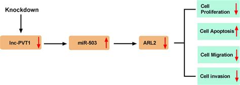 Schematic Diagram Of Pvt1 Regulating The Proliferation Apoptosis