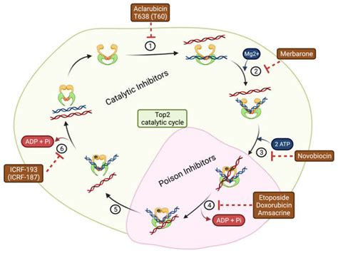 Pharmaceuticals Free Full Text The Implication Of Topoisomerase II