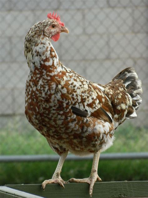 Триколор Куры Описание Фото – Telegraph