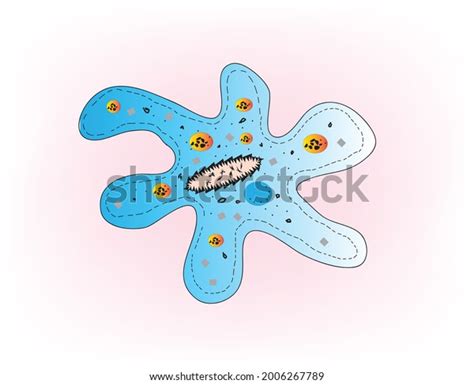 Amoeba Amoeboid Microscopic Cell Unicellular Organism Vetor Stock