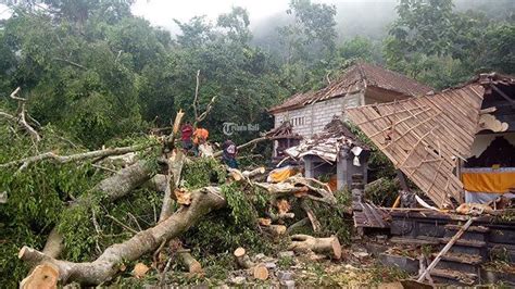 Pohon Beringin Sakral Diameter M Timpa Areal Pura Di Karangasem