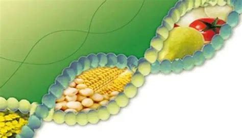 转基因食物从反自然到自然 腾讯新闻