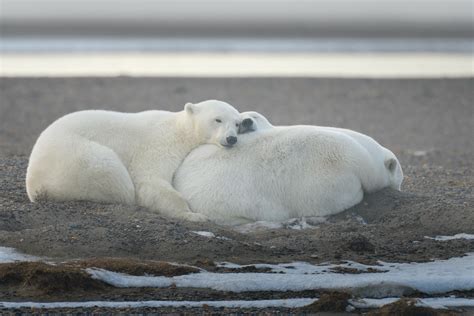 Alaska Polar Bears on Behance