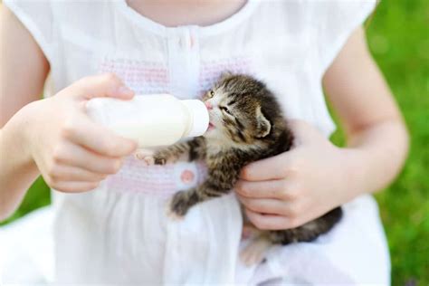 C Mo Alimentar A Un Gatito Lactante