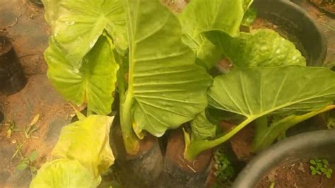 نصائح عن نبات أذن الفيل🌱🌱 Alocasia🌱🌱👌👌 Youtube