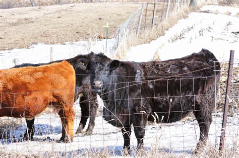 More Farmers are Grazing Animals in Winter | Civil Eats