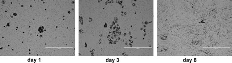 Isolation of primary RPE cells from dog eyes. Light micrographs of RPE ... 