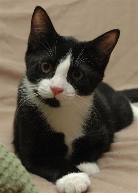 Black And Wight Cats 101 Perfect Petzzz Black And White Cat | Pet