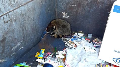 Rexdale Wildlife Services Expert Humane Raccoon Removal