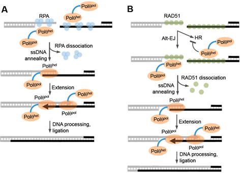 Genes Special Issue Replication And Transcription Associated Dna Repair