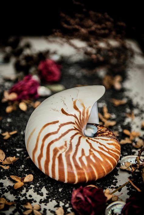 Shell Of The Chambered Nautilus Also Called The Pearly Nautilus ...