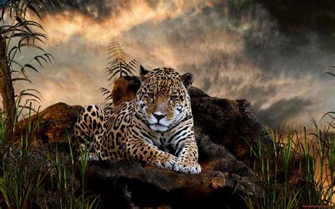 Jaguar Animal 4k Wallpapers Top Free Jaguar Animal 4k Backgrounds