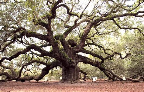 4 oldest trees found in the world