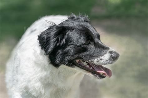 Dog Pet Canine - Free photo on Pixabay - Pixabay